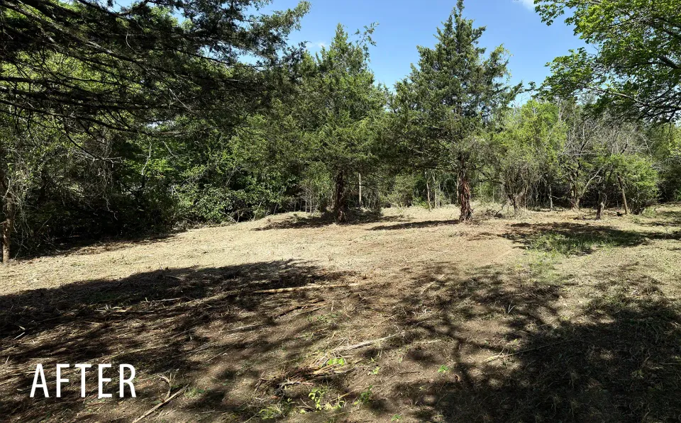 Cedar and brush understory after forestry mulching