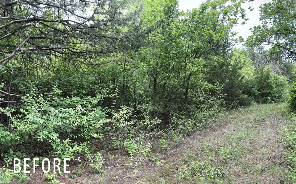 Cedar and brush understory before forestry mulching