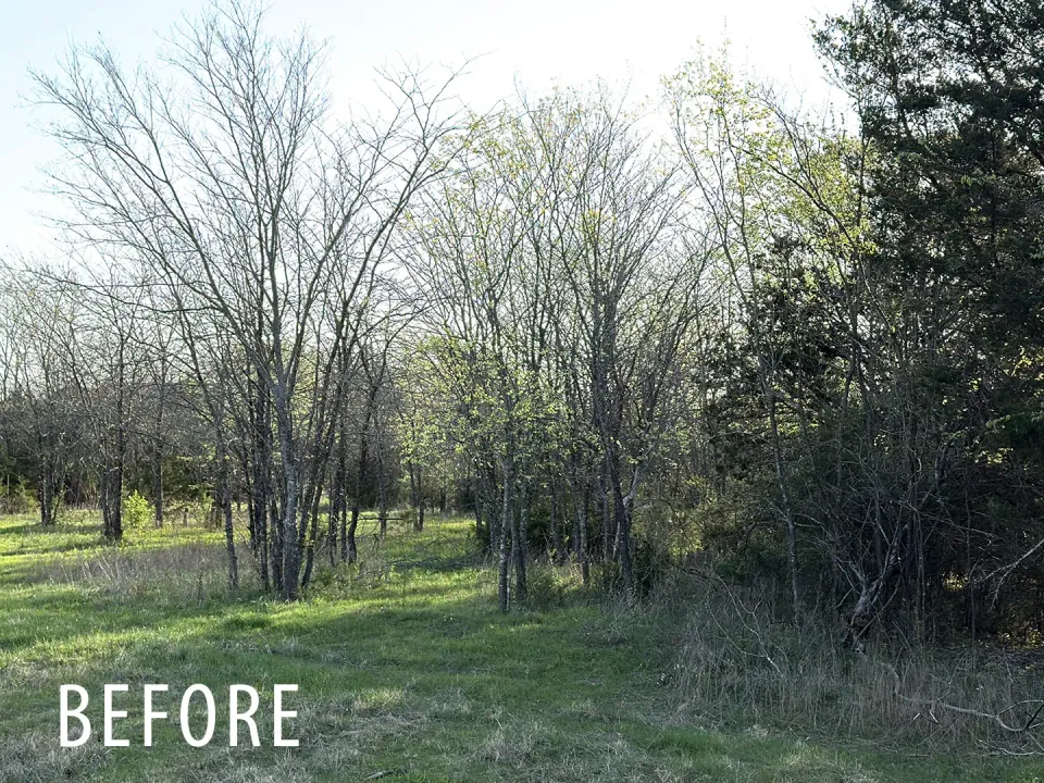 Field edge before forestry mulching