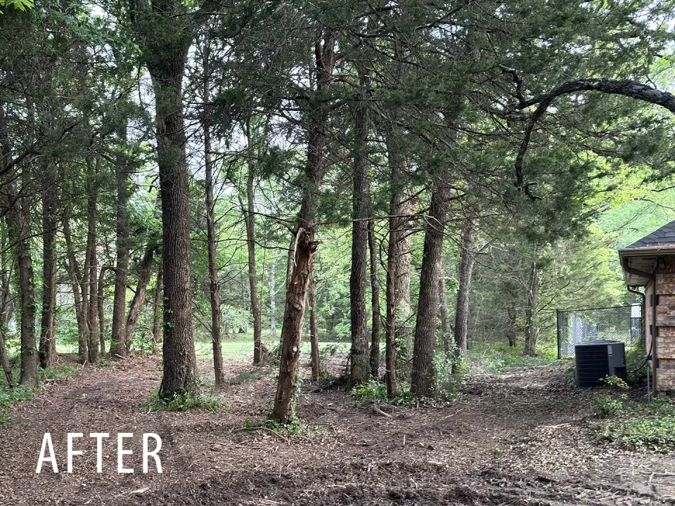 Residential acreage underbrush after forestry mulching