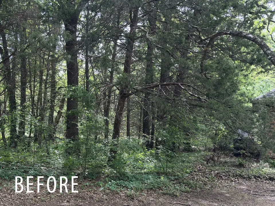 Residential acreage underbrush before forestry mulching