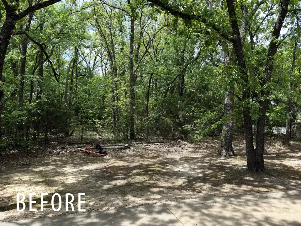 Rural acreage before understory cleanup