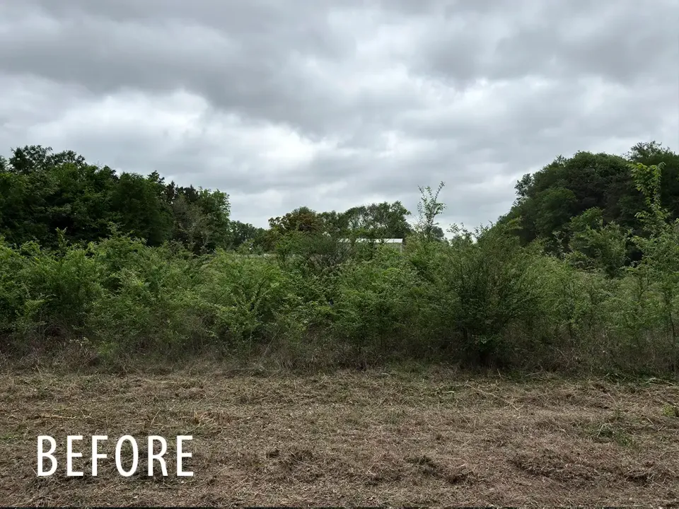 Overgrown field edge before forestry mulching