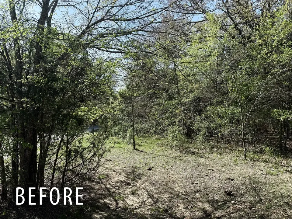 Fence line before brush and sapling mulching