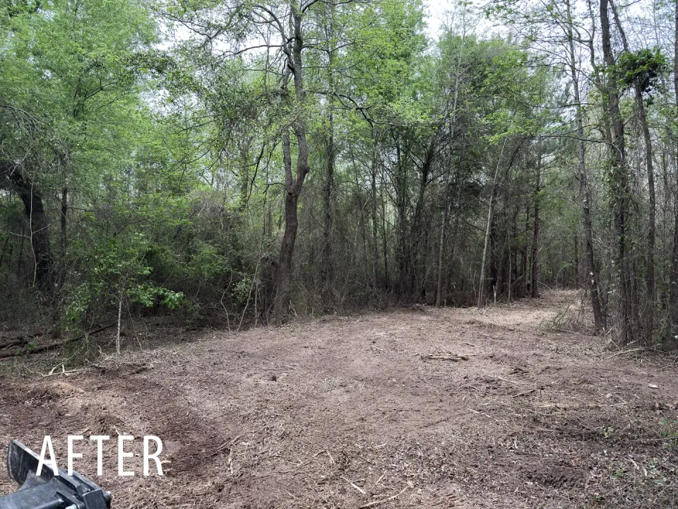 Thick understory after forestry mulching opens the ground