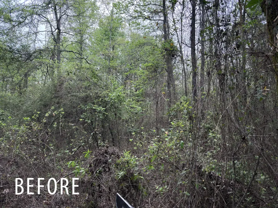 Thick understory before forestry mulching